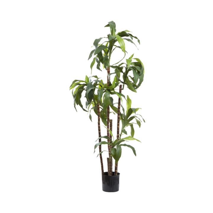 Artificial Dracaena Fragrans, 150cm - Big Tools