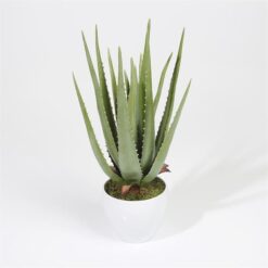 Aloe vera in pot