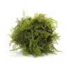 Artificial Mixed Fern, 50cm