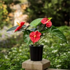 Artificial Three Head Flamingo Lily Plant