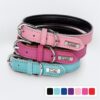Dog Collars