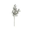 Olive Branch