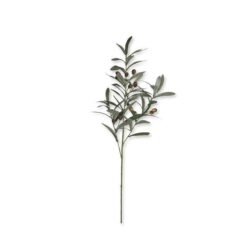 Olive Branch