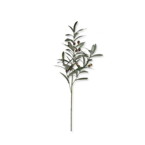 Olive Branch