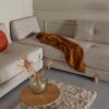 Sigmund daybed sofa bed oak legs - innovation living