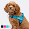 No Pull Dog Harness