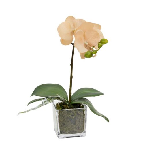 Nicolle Artificial Orchid in Glass Vase, 32cm, Apricot Flower