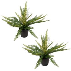 Glamorous Fusion Potted Ruffle Fern Plant, Set of 2, 35cm