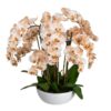 Mireille Artificial Phalaenopsis Orchid in Ceramic Bowl, 80cm, Salmon Flower