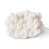 Coral Lamp, Sea Lotus